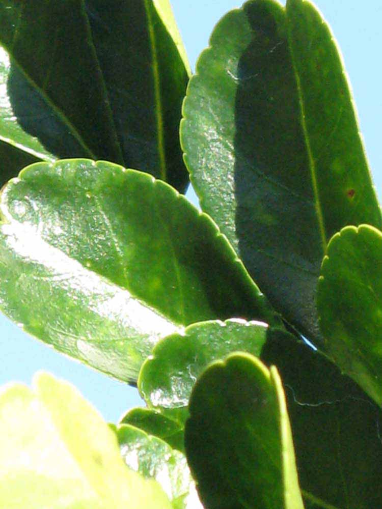              Sun leaves (Winter Haven, FL)       